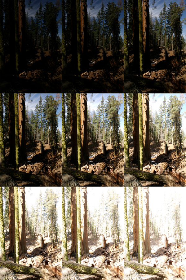 Sequoia Remains Mosaic 