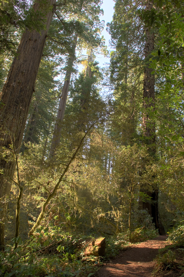 Lady Bird Redwoods Locally Rendered
