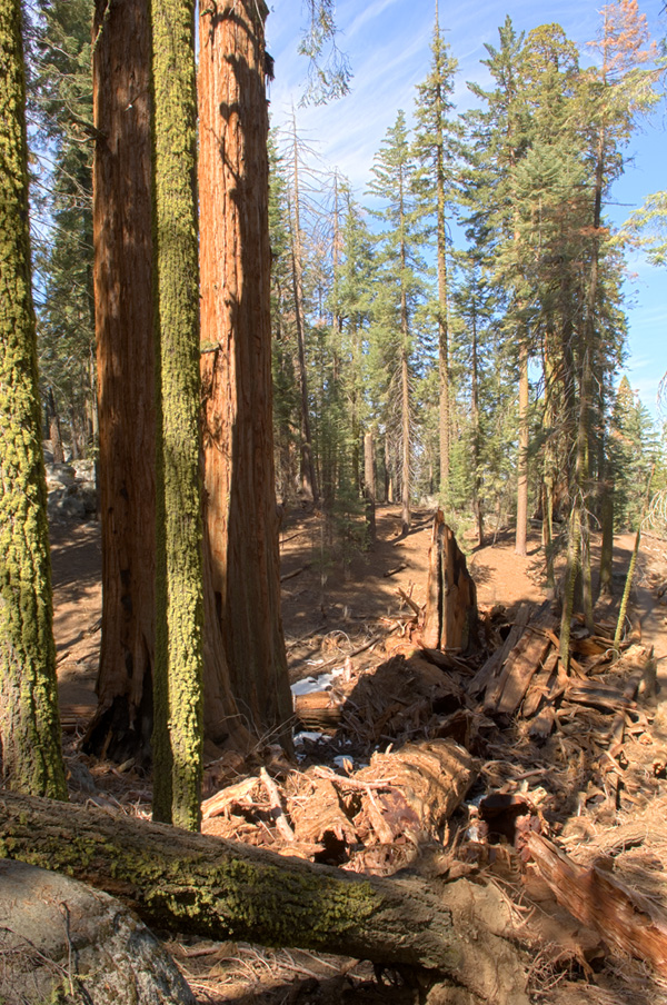 Sequoia Remains Locally Rendered