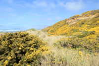 Blooming Gorse (1)