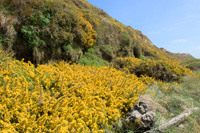 Blooming Gorse (2)