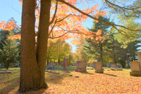 Cemetery Tree (1)
