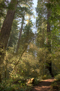 Lady Bird Redwoods Thumb