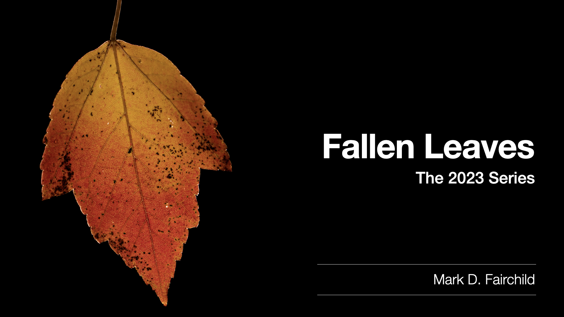 Fallen Leaves Cover