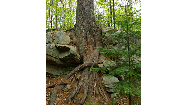 Tree Growing From Rock in Algonquin