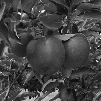 Apples in Black and White