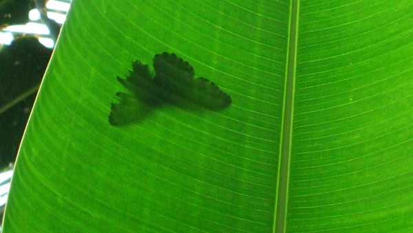 Butterfly on a Translucent Leaf
