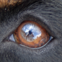 Mystic's Bernese Mountain Dog Eye