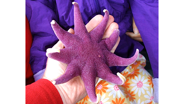 Purple Sea Star in Maine