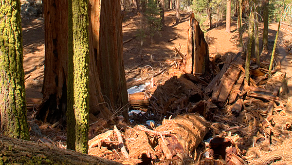 The Remains of an Ancient and Departed Sequoia