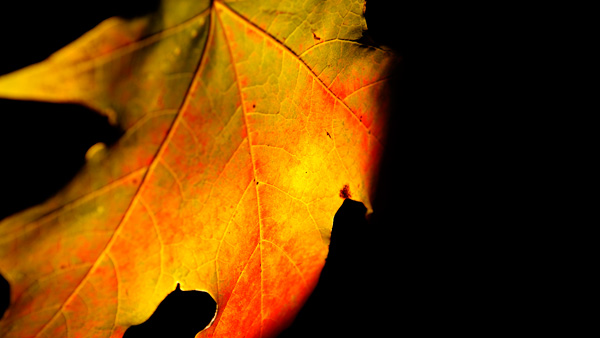Transilluminated Leaf
