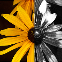 Black-Eyed Susan in Visible and UV